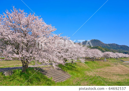 <Shimane Prefecture> Yasugi City, a row of cherry blossom trees on the Iinashi River, Mikazuki Park 64692537