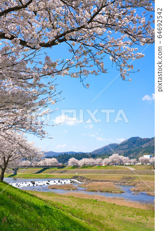 <Shimane Prefecture> Yasugi City, a row of cherry blossom trees on the Iinashi River <Shimane Prefecture> Yasugi City, a row of cherry blossom trees on the Iinashi River 64692542