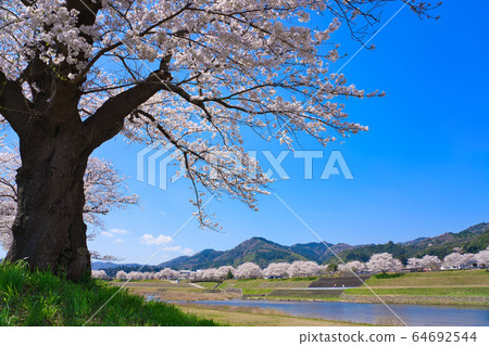 <島根縣> 安木市，飯梨川上的一排櫻花樹 64692544