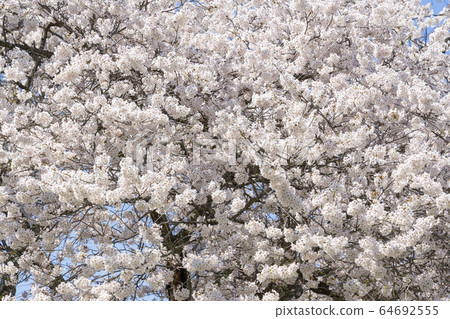 Cherry blossoms on one side 64692555