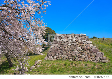 <Shimane Prefecture> Gassan Toda Castle ruins and cherry blossoms; stone walls of the Yamanaka Palace ruins 64692556