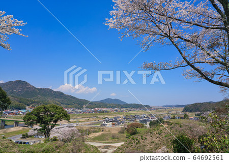 <Shimane Prefecture> Hirose Town, Yasugi City, a row of cherry blossom trees on the Iinashi River <Shimane Prefecture> Hirose Town, Yasugi City, a row of cherry blossom trees on the Iinashi River 64692561