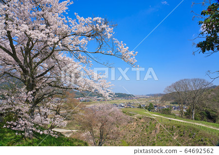<Shimane Prefecture> Hirose Town, Yasugi City, a row of cherry blossom trees on the Iinashi River <Shimane Prefecture> Hirose Town, Yasugi City, a row of cherry blossom trees on the Iinashi River 64692562