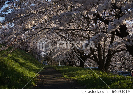 Nakano-shi, spring of Yagonji Temple 64693019