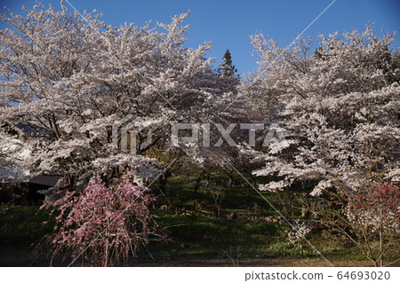 Nakano-shi, spring of Yagonji Temple 64693020