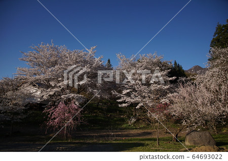 Nakano-shi, spring of Yagonji Temple 64693022