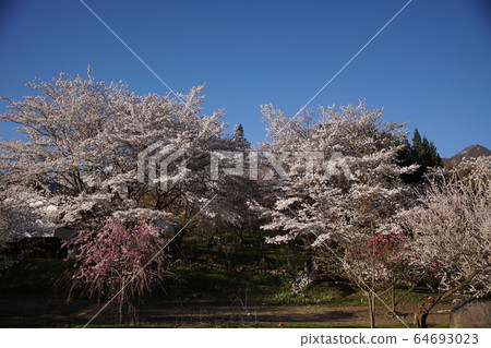Nakano-shi, spring of Yagonji Temple 64693023