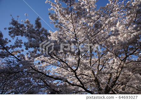 Nakano-shi, spring of Yagonji Temple 64693027