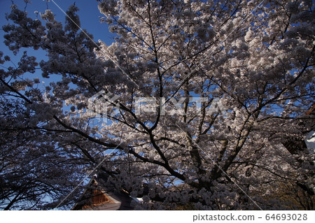 Nakano-shi, spring of Yagonji Temple 64693028