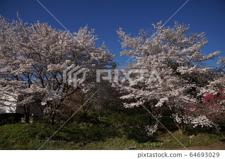 Nakano-shi, spring of Yagonji Temple 64693029