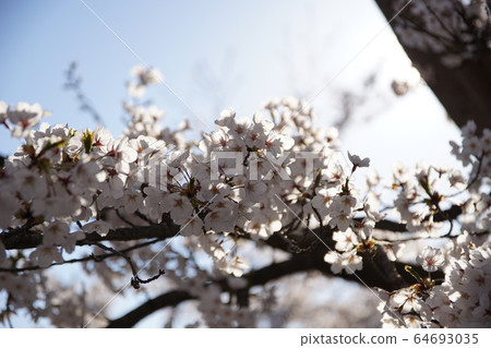 Nakano-shi, spring of Yagonji Temple 64693035