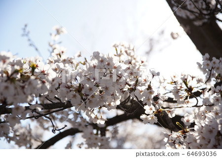Nakano-shi, spring of Yagonji Temple 64693036