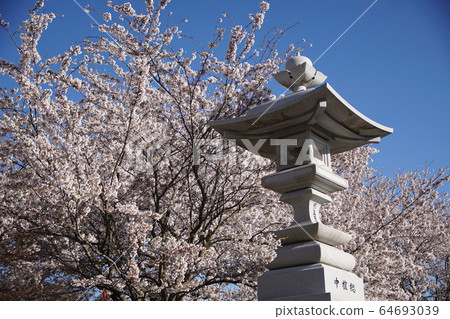 八公寺的春天中野市 八公寺的春天中野市 64693039