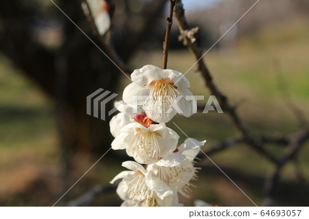 梅花 64693057