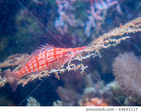 珊瑚海Kudagonbe攝影許可/合作：福島海藍寶石 64693117