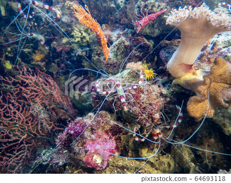 Coral Reef Sea Shrimp and Suzakusara Shrimp Photography permission / Cooperation: Aquamarine Fukushima Coral Reef Sea Shrimp and Suzakusara Shrimp Photography permission / Cooperation: Aquamarine Fukushima 64693118