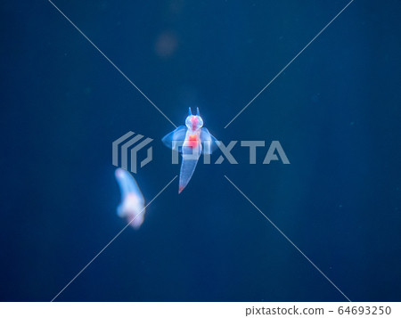 Crione, the Angel of Drift Ice Photography permission / cooperation: Aquamarine Fukushima Crione, the Angel of Drift Ice Photography permission / cooperation: Aquamarine Fukushima 64693250
