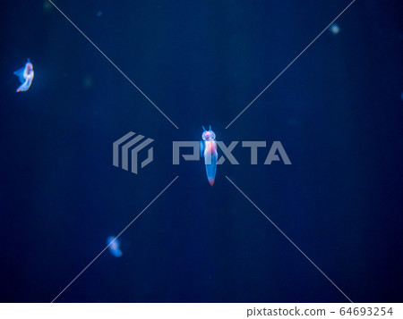 Crione, the Angel of Drift Ice Photography permission / cooperation: Aquamarine Fukushima Crione, the Angel of Drift Ice Photography permission / cooperation: Aquamarine Fukushima 64693254