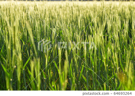 大麥 大麥 64693264