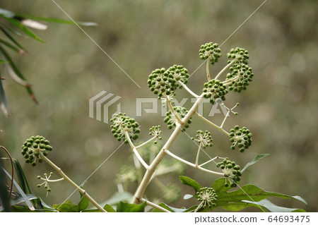 Eighth bud Eighth bud 64693475