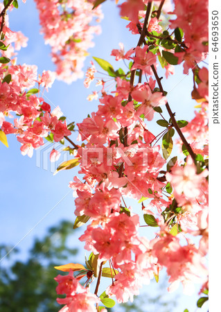 Sunshine flowers 64693650