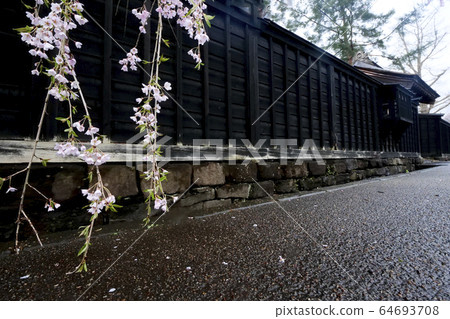 Kadodate city, Akita prefecture Samurai residence, weeping cherry tree Kadodate city, Akita prefecture Samurai residence, weeping cherry tree 64693708