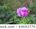 Roses in the rose garden, focus gentle, selective focus. 64693770