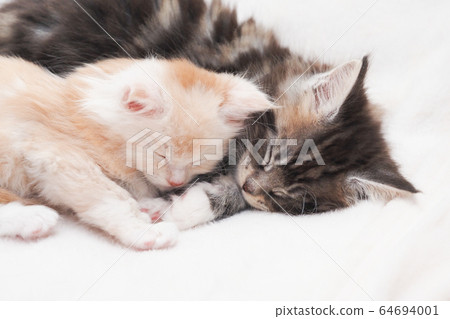 緬因庫恩貓睡覺 64694001