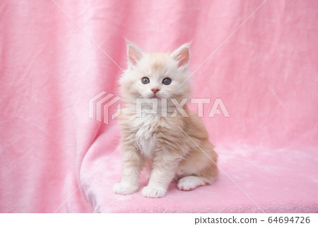 Main kuen kitten Main kuen kitten 64694726