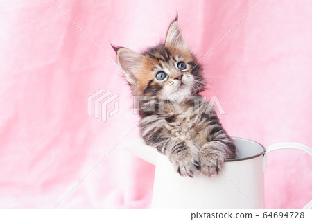 緬因州小貓在水罐裡 緬因州小貓在水罐裡 64694728