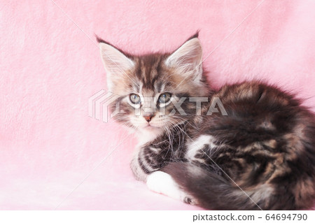 A turned around Maine Coon kitten 64694790