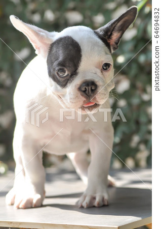 French bulldog or young dog, young french bulldog 64694832