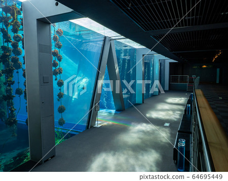 atory游魚類游泳的大型魚缸拍攝許可與合作：福島海藍寶石 64695449