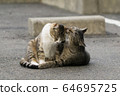 Cat 6 (Nakayoshi) 64695725