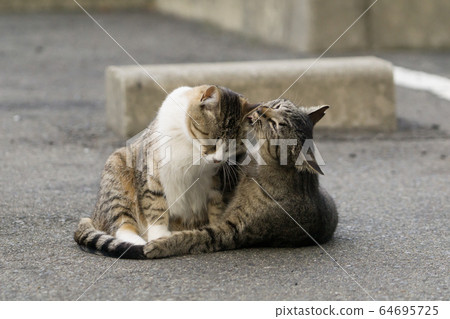 Cat 6 (Nakayoshi) Cat 6 (Nakayoshi) 64695725
