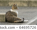 Cat 7 (side profile) 64695726