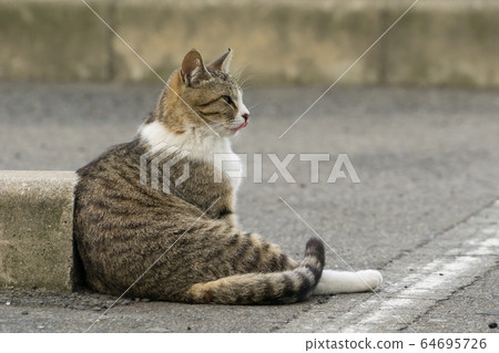 Cat 7 (side profile) Cat 7 (side profile) 64695726