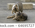 Cat 8 (Nakayoshi) 64695727