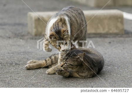 Cat 8 (Nakayoshi) Cat 8 (Nakayoshi) 64695727