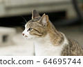 Cat 9 (side profile) 64695744