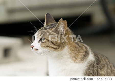 Cat 9 (side profile) Cat 9 (side profile) 64695744