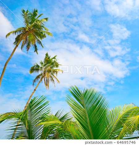 Coconut palm tree and blue sky. Coconut palm tree and blue sky. 64695746