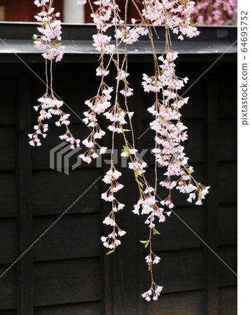 天然植物照片：秋田角館武士住所，上面有黑色的籬笆和懸掛的櫻花 64695752