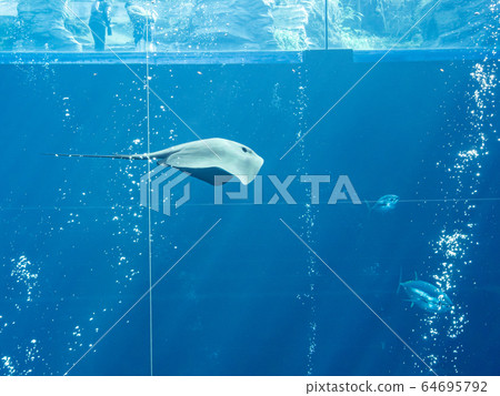 A crow ray swimming in a large water tank Photograph permission / cooperation: Aquamarine Fukushima 64695792