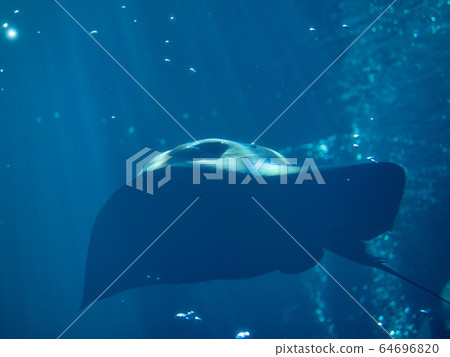A crow ray swimming in a large water tank Photograph permission / cooperation: Aquamarine Fukushima 64696820