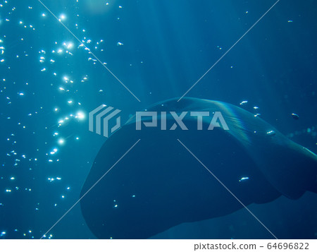 A crow ray swimming in a large water tank Photograph permission / cooperation: Aquamarine Fukushima 64696822