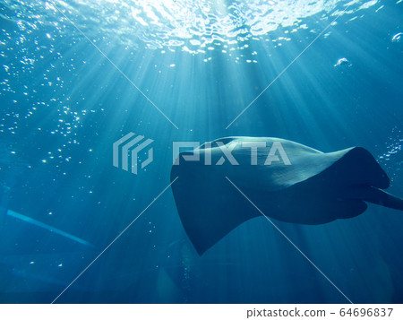 A crow ray swimming in a large water tank Photograph permission / cooperation: Aquamarine Fukushima A crow ray swimming in a large water tank Photograph permission / cooperation: Aquamarine Fukushima 64696837