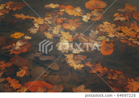 Beautiful photo of autumn golden yellow leaves on Beautiful photo of autumn golden yellow leaves on 64697228