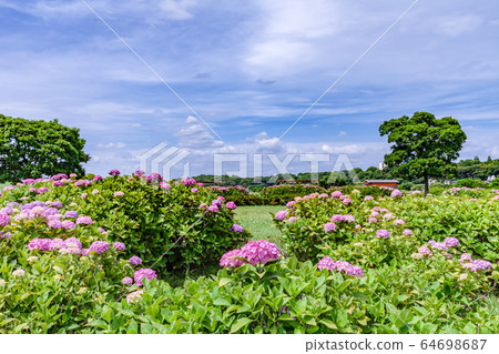 小花繡球虹膜花園 小花繡球虹膜花園 64698687