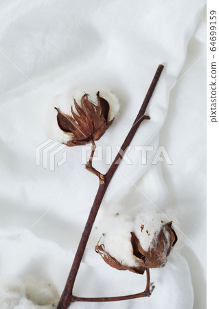 Beautiful white cotton flowers. 64699159